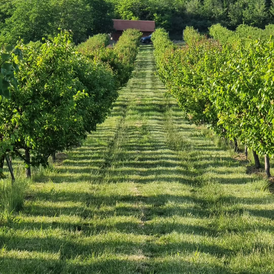 Naš voćnjak kajsija na Fruškoj gori